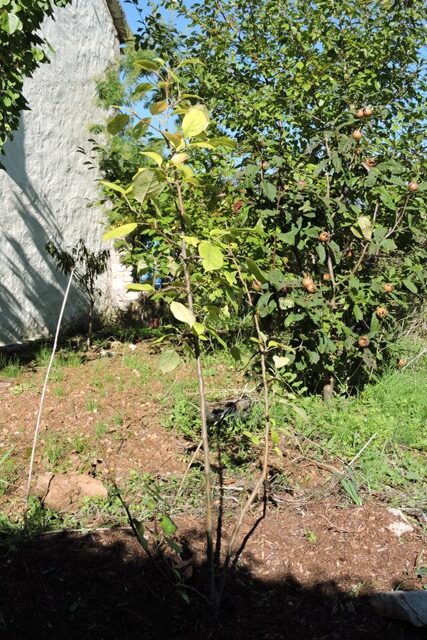 The replacement apple tree